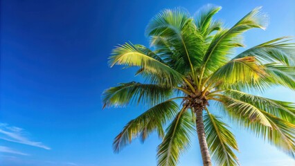 Fototapeta premium Coconut palm leaf tree against a clear blue sky , tropical, nature, palm tree, coconut, green, foliage, vibrant