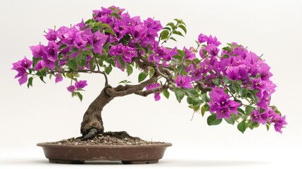 A beautifully arranged bonsai tree with vibrant purple bougainvillea flowers.