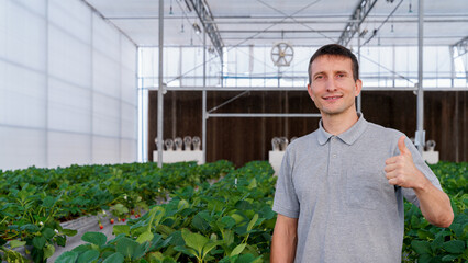 Caucasian man standing at strawberry greenhouse hydroponics farm portrait. 