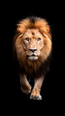 Lion walking through a dark, isolated on black background