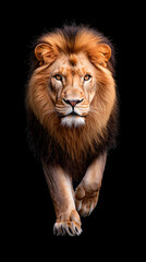Fototapeta premium Lion walking through a dark, isolated on black background