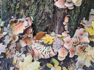 Baumrinde mit Pilzen und Herbstblättern im Plänterwald in Berlin