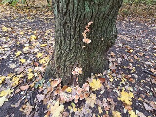 Baumrinde mit Pilzen und Herbstblättern im Plänterwald in Berlin