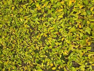 Fototapeta premium Herbstblätter auf dem Boden in Berlin Treptow/Köpenick
