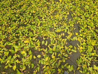 Herbstblätter auf dem Boden in Berlin Treptow/Köpenick