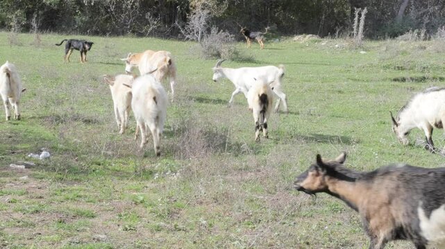 domestic goats graze in a meadow in a wooded area, eat branches of shrubs and green grass and head-butt with each other on a sunny autumn day, 4k video