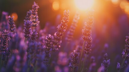 Obraz premium Lavender field at sunset, vibrant purple flowers bathed in golden sunlight.
