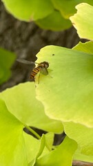 The autumn leaves are beautiful.