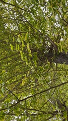 Let's go see some autumn leaves