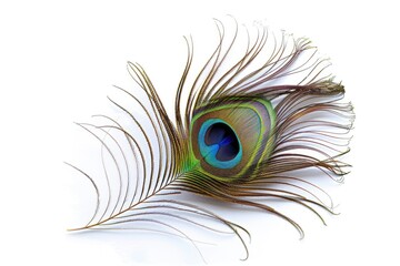 Fototapeta premium Colorful peacock feather detail isolated on white background