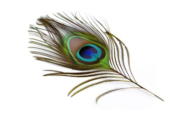 Fototapeta premium Detailed photo of vivid peacock feather isolated on white.