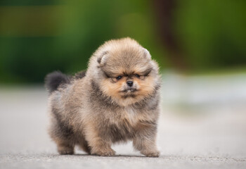 beautiful fluffy little Pomeranian puppies on a background of green grass in summer