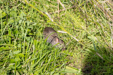 Wild rat camouflaging in the grass