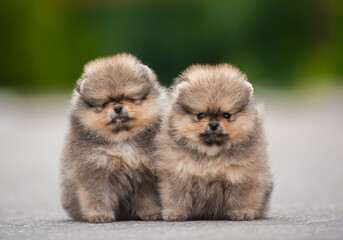 beautiful fluffy little Pomeranian puppies on a background of green grass in summer