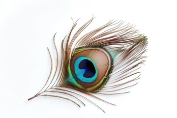 Fototapeta premium Peacock feather eye detail on white background.