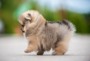 Obraz premium beautiful fluffy little Pomeranian puppies on a background of green grass in summer