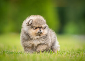 beautiful fluffy little Pomeranian puppies on a background of green grass in summer