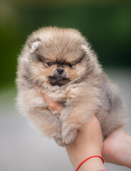 beautiful fluffy little Pomeranian puppies on a background of green grass in summer