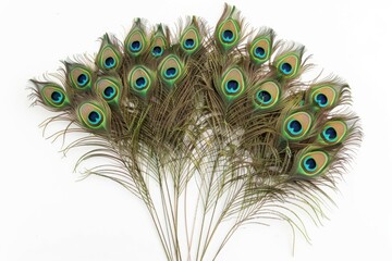 Obraz premium Green peacock feathers arranged in arc on white background