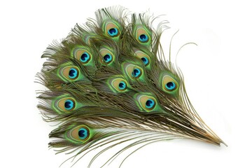 Obraz premium Green peacock feathers arranged in arc on white background