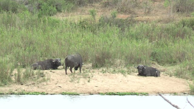 buffles sur le bord d'une rivi&egrave;re dans le Parc National Kruger, Afrique du Sud