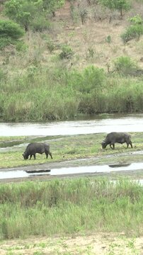 buffles sur le bord d'une rivi&egrave;re dans le Parc National Kruger, Afrique du Sud