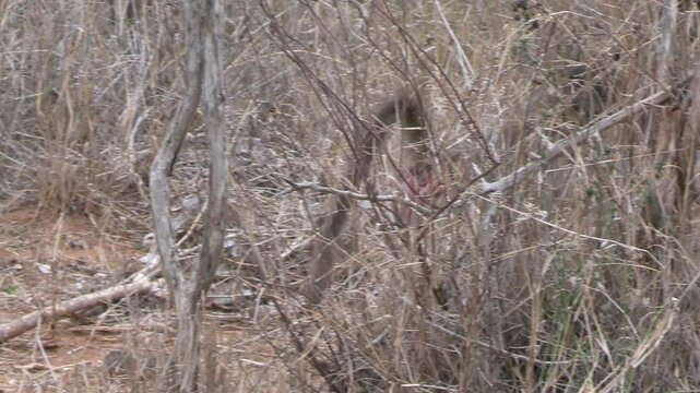 singe babouin dans le Parc National Kruger, Afrique du Sud