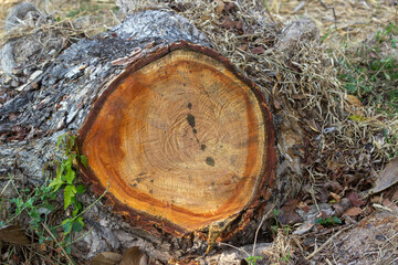 heartwood