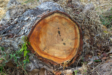 heartwood