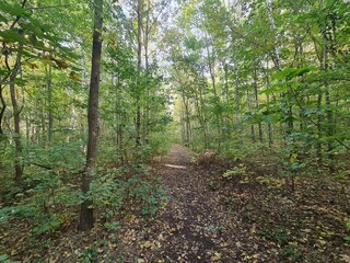Spaziergang durch den Plänterwald in Berlin Treptow