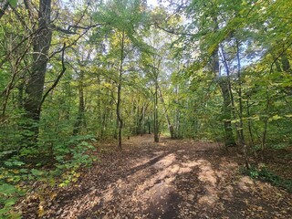 Spaziergang durch den Plänterwald in Berlin Treptow