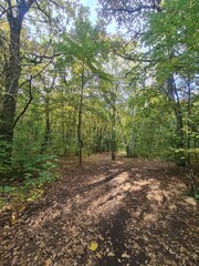 Fototapeta premium Spaziergang durch den Plänterwald in Berlin Treptow