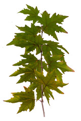 Natural photo of a maple branch on a transparent background