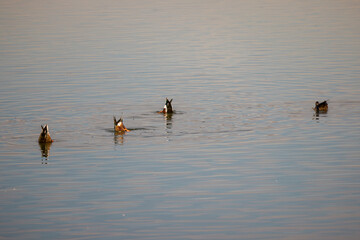 Northern shoveler ducks on a river, swimming and looking for food