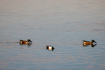 Northern shoveler ducks on a river, swimming and looking for food