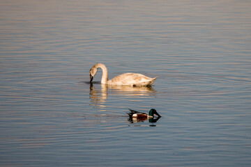 A large swan swimming on a large river with blue waters
