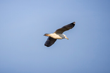 seagull flying in the blue sky