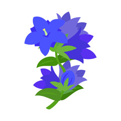 リンドウ。フラットなベクターイラスト。
Japanese gentian flowers. Flat vector illustration.