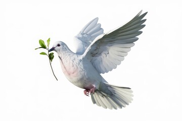 Fototapeta premium A white dove in flight carrying a sprig of green leaves symbolizing peace.