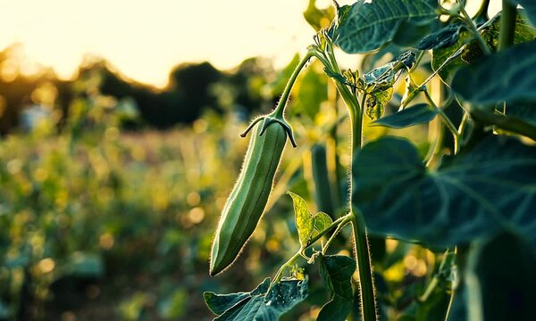 A close-up of a green pea pod hanging from a plant in a sunlit field.