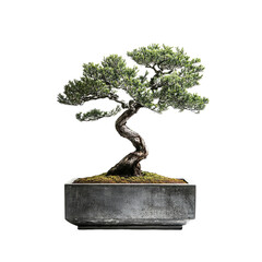 Elegant Bonsai in Concrete Pot