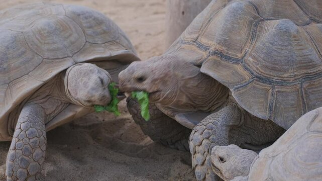 Giant tortoises eating leaves. Big tortoise fights and takes food away off smaller tortoise