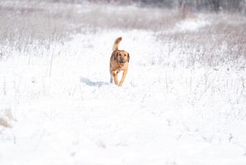 Beautiful rescued dog from dog shelter during socialization and obedience training on the snowy meadow