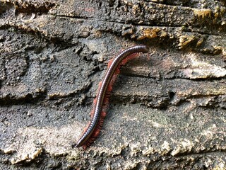 Giant red millipedes, (Harpagophoridae), crawling on hard rock.