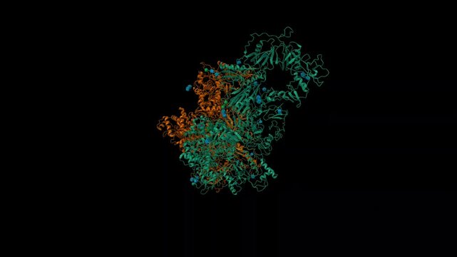 Cryo-EM structure of human hormone thyroglobulin. Animated 3D cartoon and molecular surface models, PDB 7b75, black background