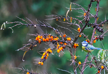 sea ​​buckthorn