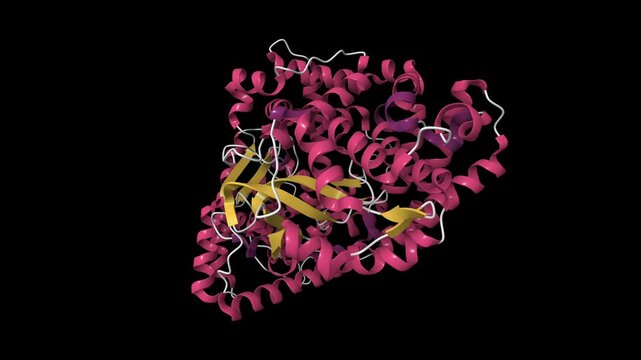 High resolution crystal structure of substrate-free human neprilysin. Animated 3D cartoon model, PDB 6gid, black background