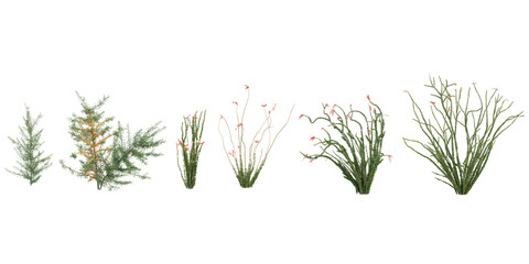 3d illustration of Fouquieria plants on transparent background