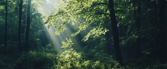 Fototapeta premium Sunlight filters through lush green forest canopy creating a serene atmosphere in the woods