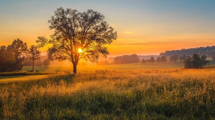 Fototapeta premium Sunrise over a golden field with a lone tree.